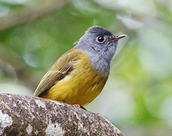 Grey-headed Canary-flycatcher