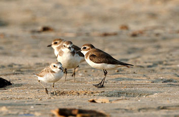 Kentish Plover