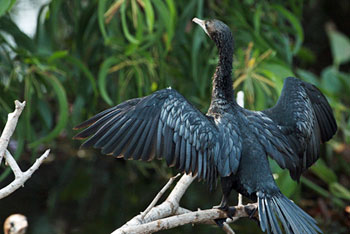 Little Cormorant