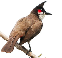 Red-whiskered Bulbul