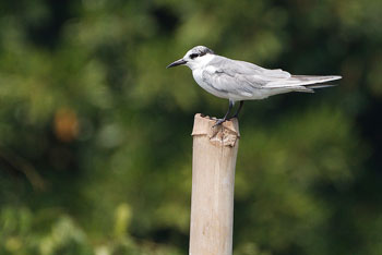 Whiskered Tern